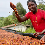 Pitta – Café de especialidad de Uganda Yellow Honey - Artisancoffee