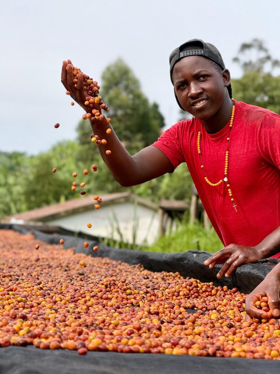 Pitta – Café de especialidad de Uganda Yellow Honey - Artisancoffee