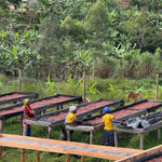 Pitta – Café de especialidad de Uganda Yellow Honey - Artisancoffee
