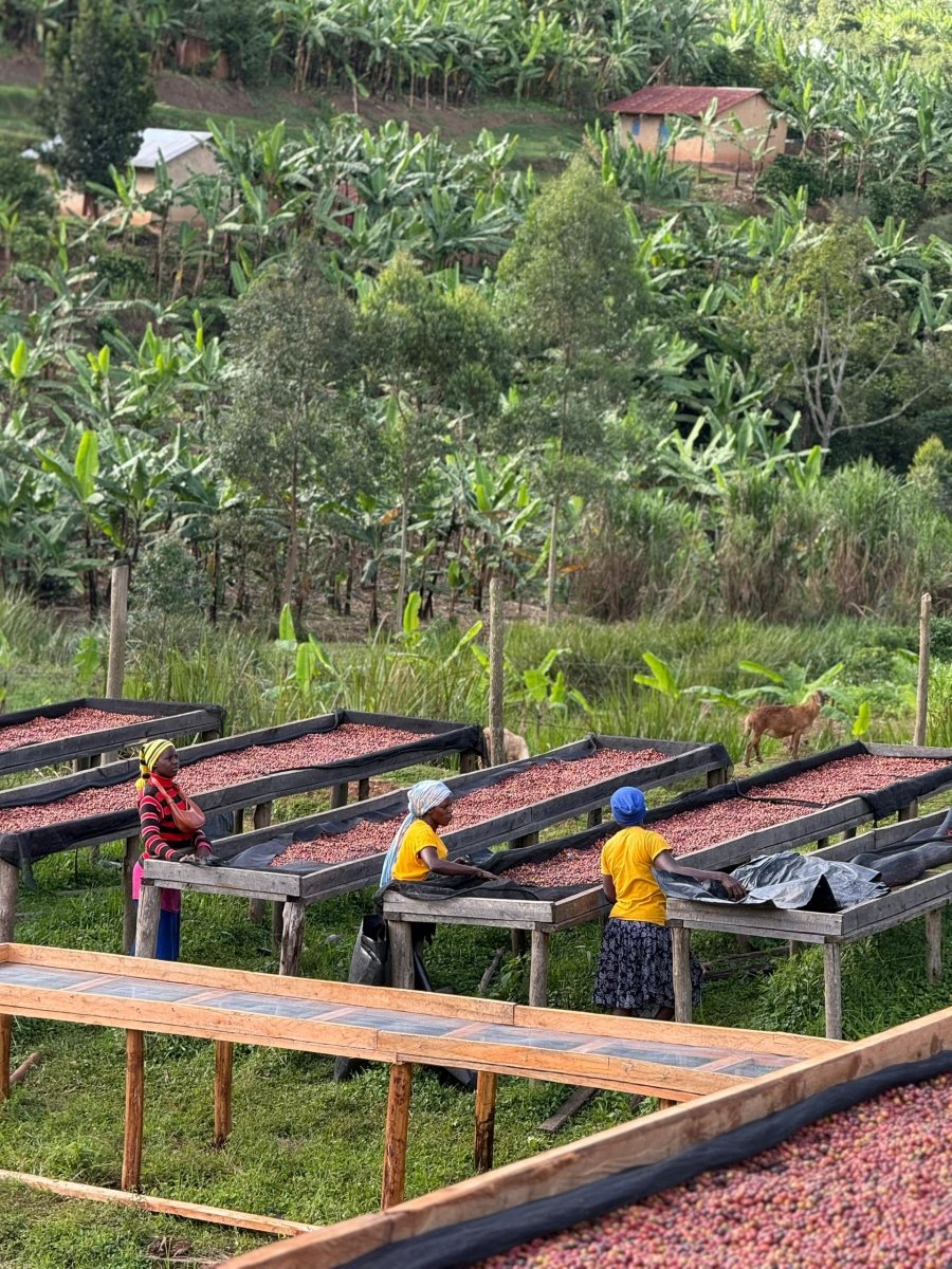 Pitta – Café de especialidad de Uganda Yellow Honey - Artisancoffee