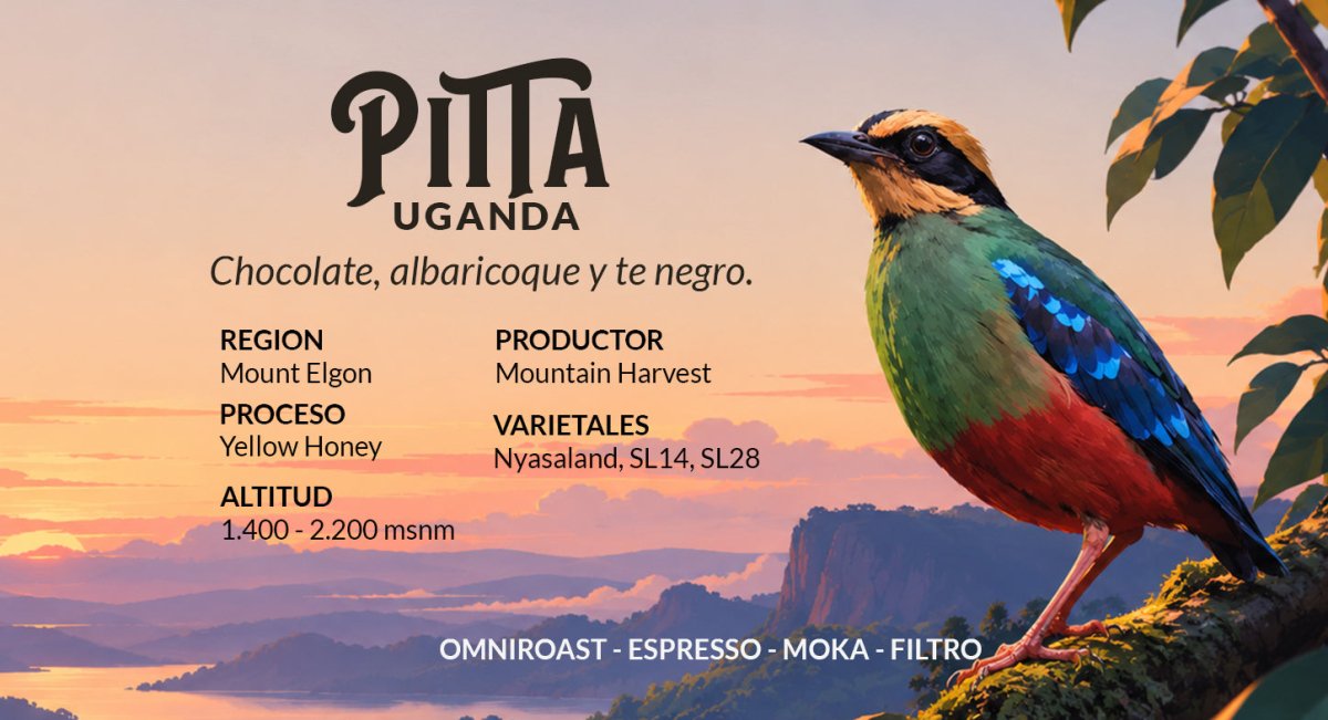 Pitta – Café de especialidad de Uganda Yellow Honey - Artisancoffee