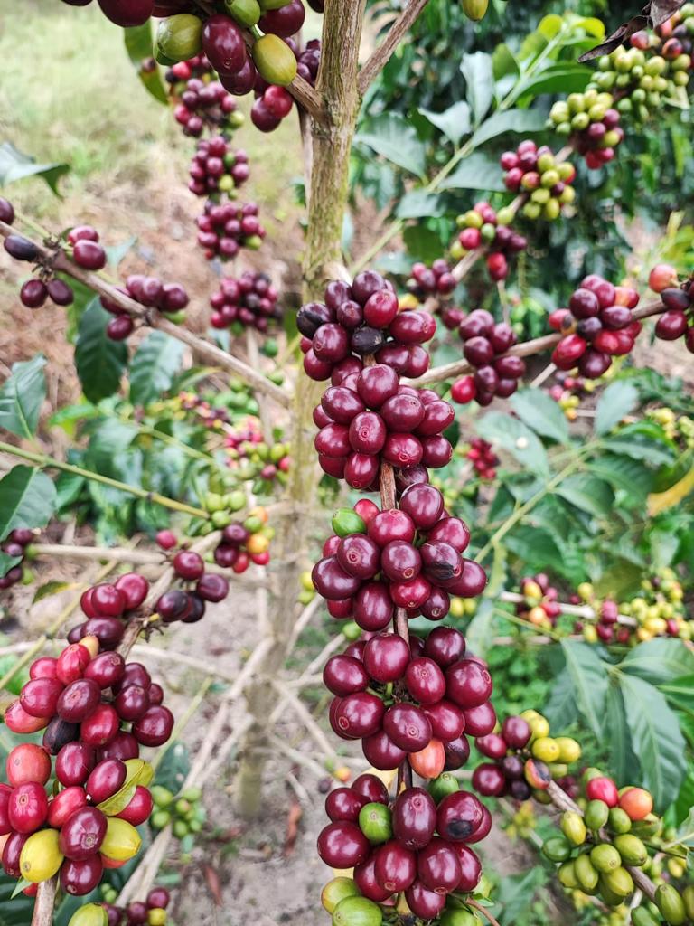 Red Bourbon Diviso. Huila. Café de Colombia. Semi - Lavado Anaeróbico - Artisancoffee