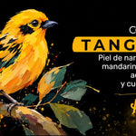 Tangara – Café de Colombia Bourbon Naranja - Artisancoffee
