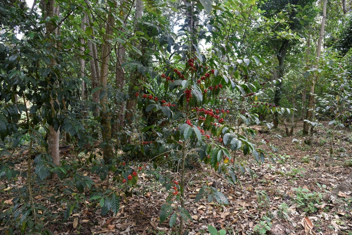 Tirtira Goyo. Café de Etiopía. Natural. - Artisancoffee