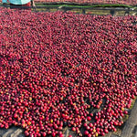 Tirtira Goyo. Café de Etiopía. Natural. - Artisancoffee