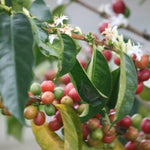 Café de Burundi. Gakenke Oro. Honey Aneróbico - Artisancoffee