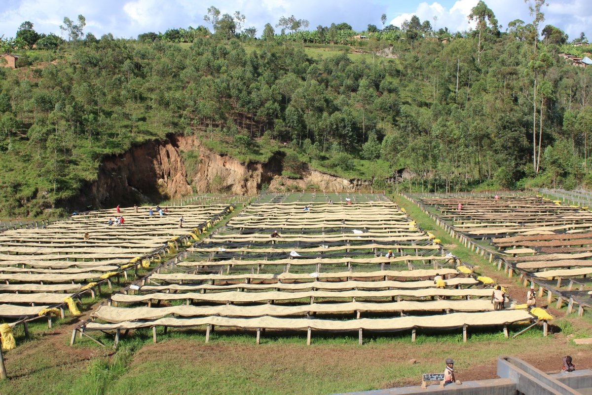 Café de Burundi. Kibingo. Fermentación anaeróbica - Artisancoffee