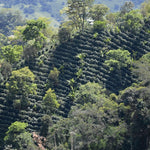 Café Descafeinado Mountain Water de Colombia. Zen - Artisancoffee
