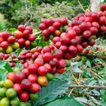Café Descafeinado Swiss Water de Honduras - Artisancoffee