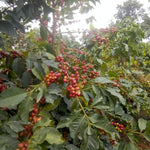 Kambarare. Café de Kenia - Artisancoffee
