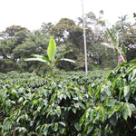 Las Tolas. Café de Ecuador. Fermentación Carbónica - Artisancoffee