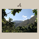Quetzalito. Guatemala - Artisancoffee